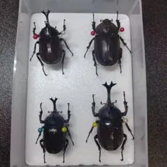 カブトムシ標本セット