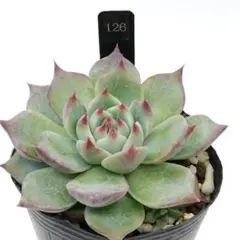 SSSさん苗宮田コロラータ×アウテンティカ札付きポットごとメルカリ便 SSSさん苗 宮田コロラータ×アウテンティカ 札付きポットごと