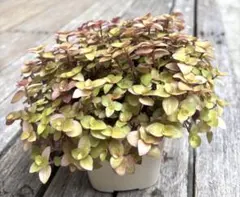 koko201612様 リクエスト 3点 まとめ商品