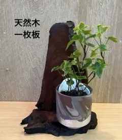 【一点物】天然木 一枚板 置物 オブジェ 銘木 自然の造形美 飾り台