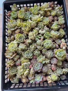 I*︎様 韓国苗 雑交新種 多肉植物寄せ植えセットカット苗詰め合わせ50苗