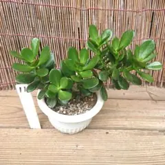 ❤️　❀金の成る木❀キャンバス小 楽天市場】観葉植物 ミニ 金のなる木の通販