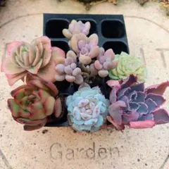 pl.764多肉植物☆人気☆韓国苗　アイスラブリーローズ　夕焼けの舞　全6苗