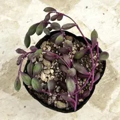 マスカットベリー　カット苗　多肉植物