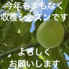 ぴーすけ様ご依頼品 樹齢103年白加賀青梅 - メルカリ