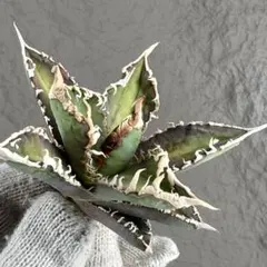 2026年最新】アガベ台湾ゴジラの人気アイテム - メルカリ