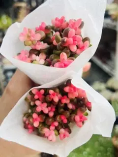 reotukene123様 ご専用 值引70円　リクエスト 2点 まとめ商品