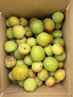 朝採れたて 農薬：栽培期間中不使用 梅干し用10kg - メルカリ