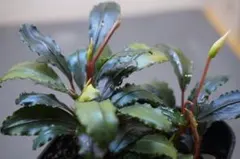 2025年最新】Buce 水の国の人気アイテム - メルカリ