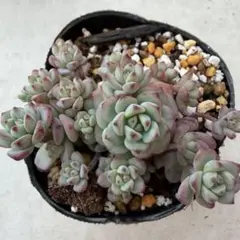 なおさん様 リクエスト 2点 まとめ商品