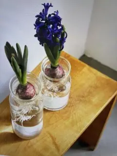 2025年最新】球根 花瓶の人気アイテム - メルカリ