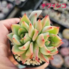 メルカリ便発送&ロウルサンコさんラベル付き☆多肉植物 アロエ 苺怪獣 メルカリ便発送&ロウルサンコさんラベル付き☆多肉植物 アロエ