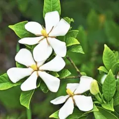 クチナシ（抜き苗）クチナシ苗木のサムネイル