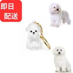 Item thumbnail for item 44f37717-8741-4f54-9753-4f48521f831a