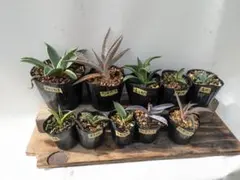 2025年最新】アガベ 子株 セットの人気アイテム - メルカリ