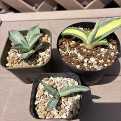 アロエ 多肉植物 3点セット ピランシー ベルシカラ アロエ 多肉植物 3点セット ピランシー ベルシカラ - メルカリ