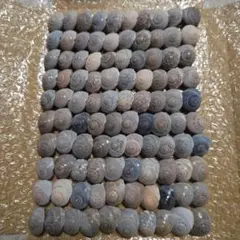 (2)ながらみ貝殻 約100個セット