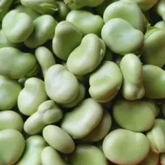 ongo様専用　新鮮剥き そら豆 と、野菜ネコポスいっぱい