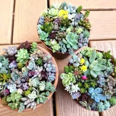 ちまちま寄せ植え　3鉢セット　寄せ植えセット　カット苗　　多肉植物