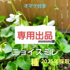 専用出品/スミレの種/ニョイスミレ(ツボスミレ)