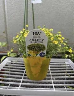 もちごめᵕ̈*様 リクエスト 2点 まとめ商品