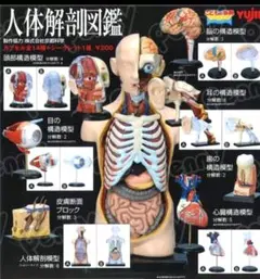 2026年最新】人体解剖図鑑 ユージンの人気アイテム - メルカリ