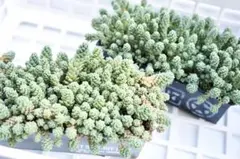 apis様 リクエスト 2点 まとめ商品