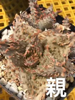 アロエ ハイブリッド Aloe hybrid 子株 第四種 - メルカリ