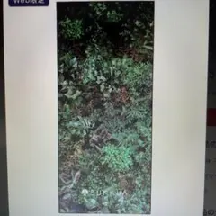 SUKALA スカーラ　プリントヨギラグ