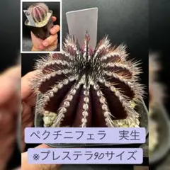 2025年最新】ペクチニフェラの人気アイテム - メルカリ
