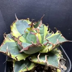 2025年最新】 アガベ シーザー セットの人気アイテム - メルカリ