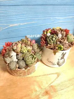 多肉植物寄せ植えそのまま飾れる 「うさぎさん2セット」リメイク缶