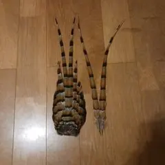 ヤマドリの尾羽根一羽分　バラ2本