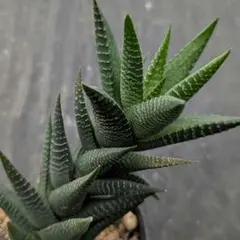 レア多肉植物シリーズ・アストロロバ属•ピカリナータinわけけのお店のサムネイル
