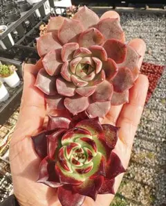 11多肉植物エケベリア2個セール