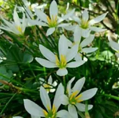 ゼフィランサス　たますだれ　球根　純白 グランドカバー　ガーデニング　寄せ植えのサムネイル
