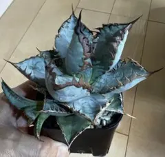 2026年最新】ライオンズメーンの人気アイテム - メルカリ