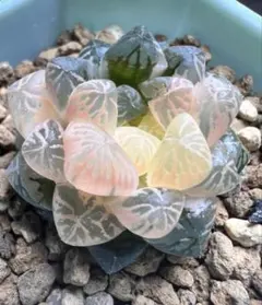 l*e様 多肉植物　ハオルチア　舞姫オブツーサ錦　糊斑　鮮明錦
