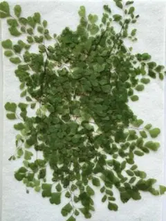 Item thumbnail for item 2484f35d-d4bd-4428-aabe-4c47b8b5b540