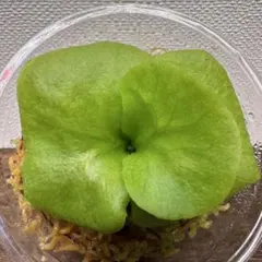 2026年最新】ridleyi pakarangの人気アイテム - メルカリ