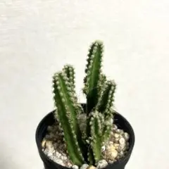 ヒンヤリ様 リクエスト 5点 まとめ商品