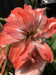 花後の株.香型】アマリリス球根 八重咲 ディカ夢華 - メルカリ