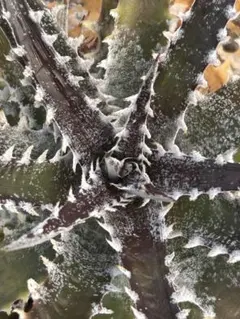 DBディッキア Dyckia Ari BS Paylen Kes #224 - メルカリ