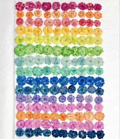 押し花素材、カラー八重のコデマリ。1。