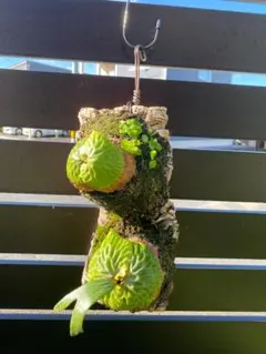 ビカクシダ マダガスカリエンセ ワイドリーフ 胞子培養苗 - メルカリ