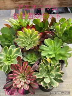 2026年最新】ブロンズメタル錦の人気アイテム - メルカリ