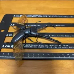 いきもの大図鑑　ギラファノコギリクワガタ