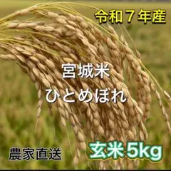 令和7年産 宮城米 ひとめぼれ 玄米 5kg 農家直送のサムネイル