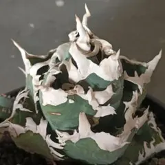 アガベ　チタノタ　台湾ゴジラ　GODZILLA　検）オアハカ　皇冠　清櫻　大白鯊 アガベ チタノタ 黒鯨 親株 検）オアハカ 皇冠 清櫻 大白鯊 アガベ