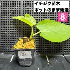 2026年最新】いちじく穂木の人気アイテム - メルカリ